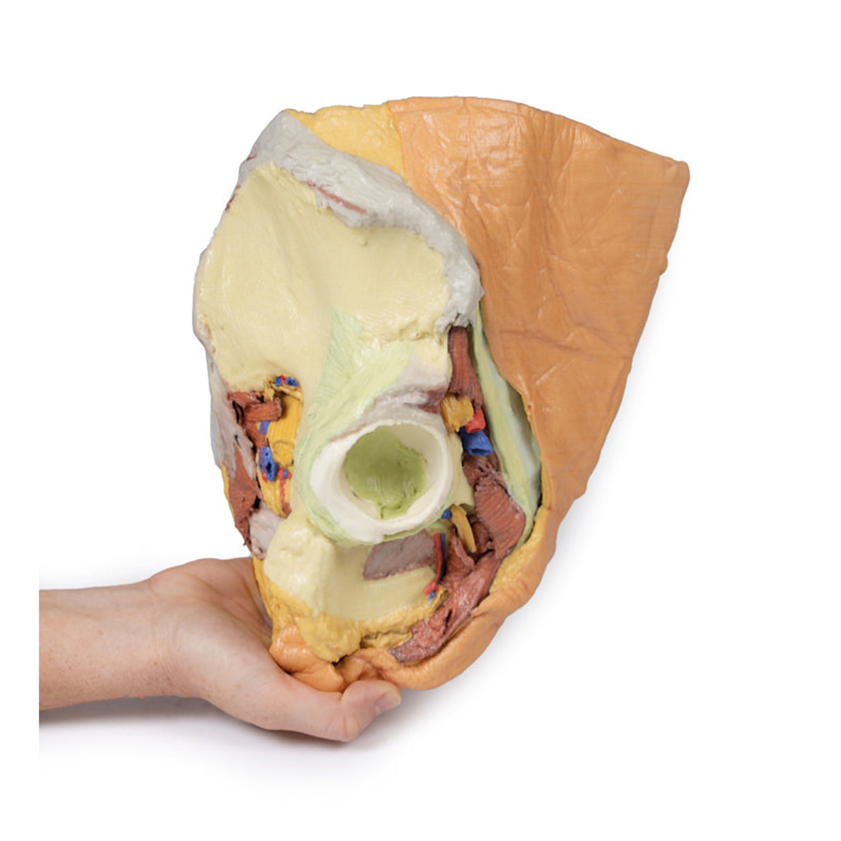 Female right pelvis superficial and deep structures | EZ-MP1783 | Sim & Skills Ltd