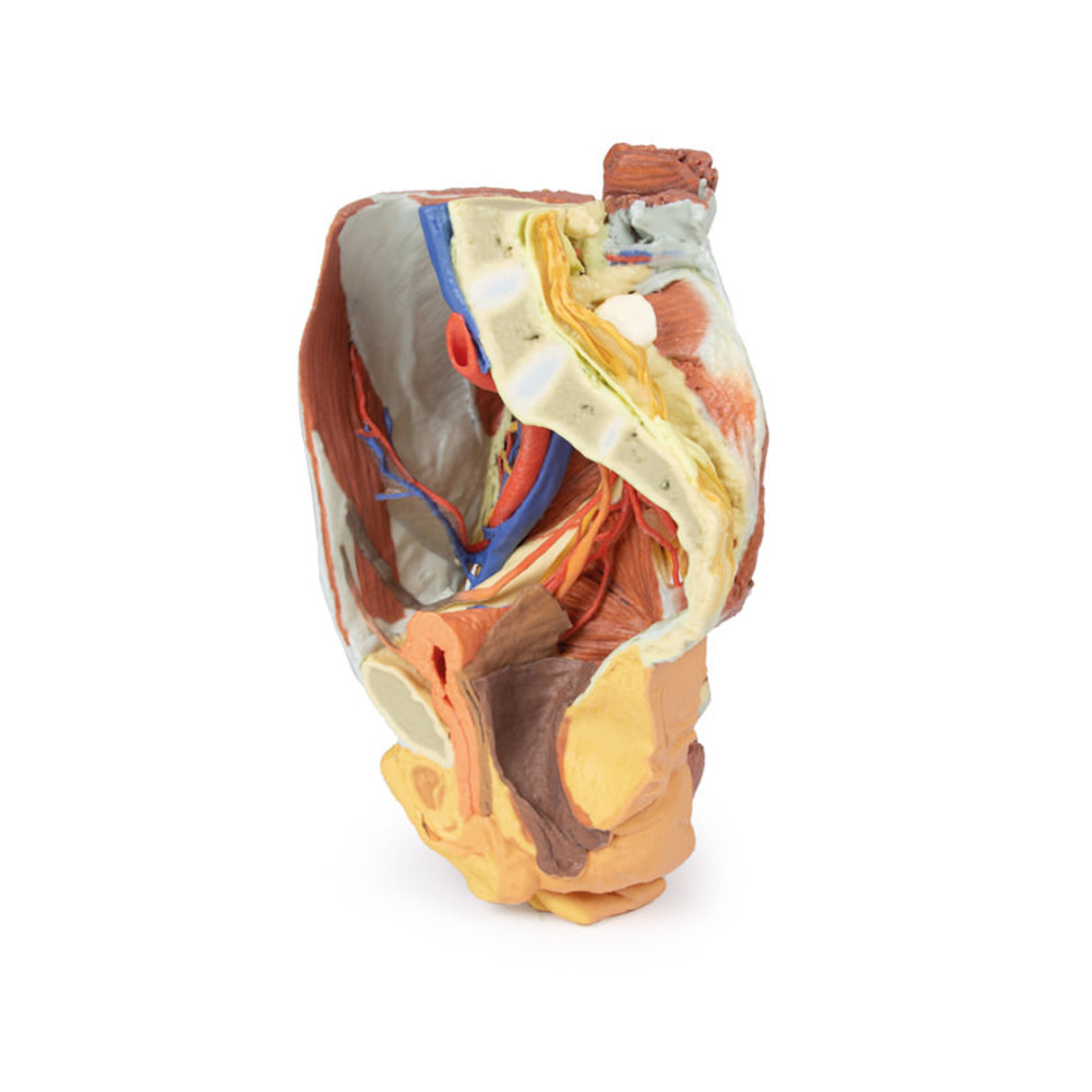 Female right pelvis | EZ-MP1785 | Sim & Skills Ltd