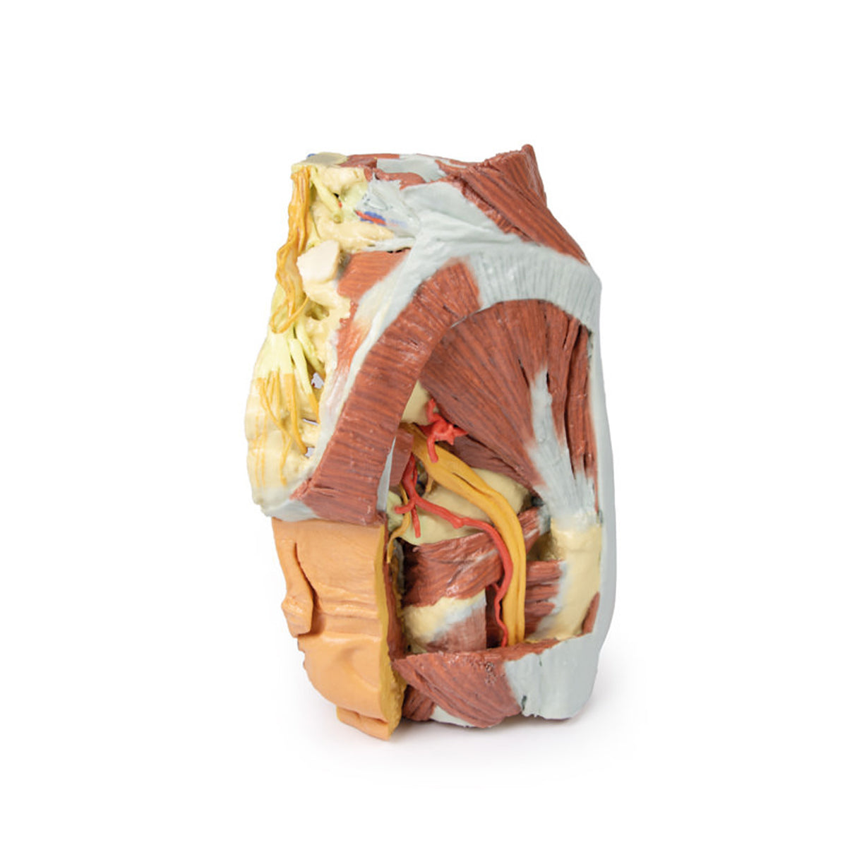 Female right pelvis | EZ-MP1785 | Sim & Skills Ltd