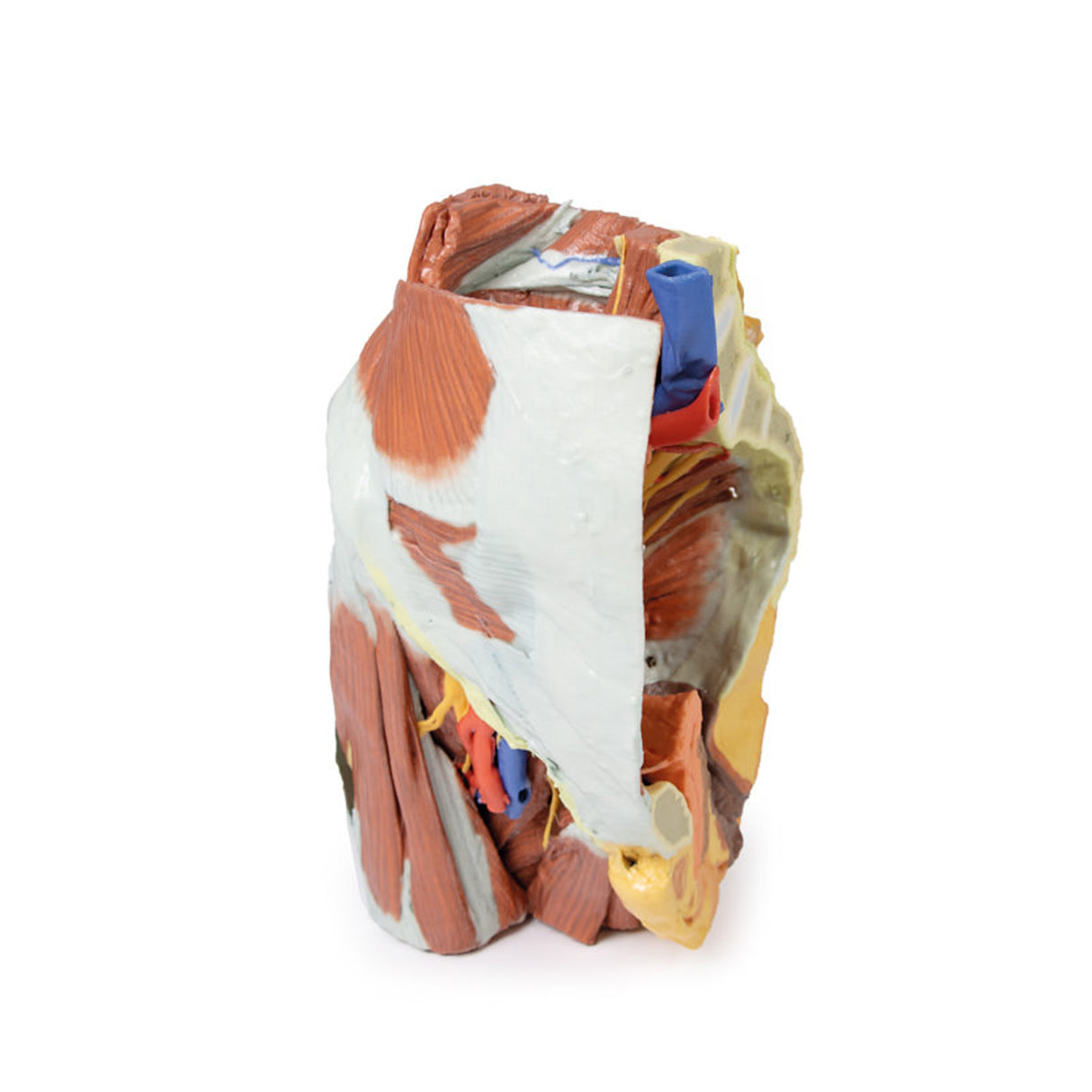 Female right pelvis | EZ-MP1785 | Sim & Skills Ltd