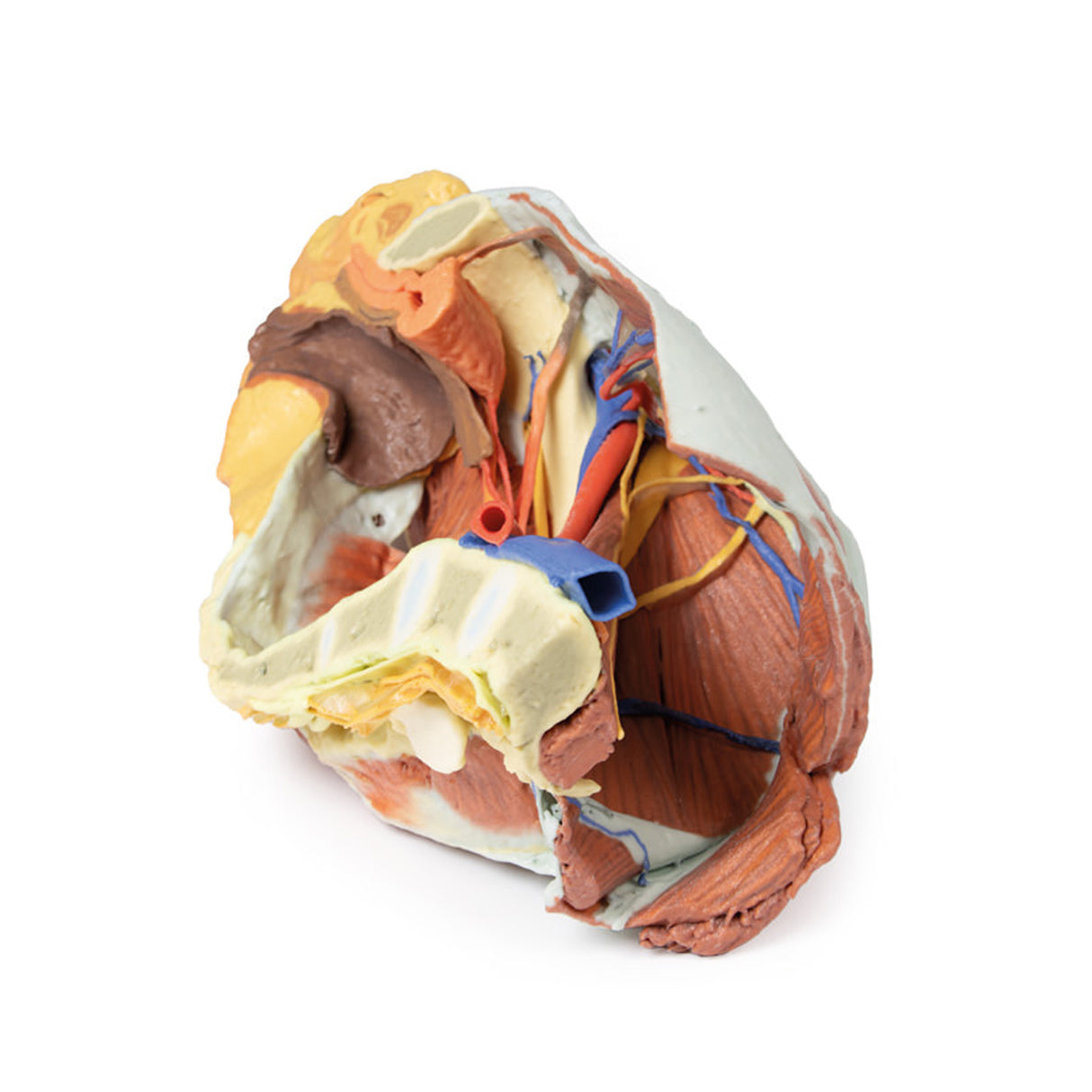 Female right pelvis | EZ-MP1785 | Sim & Skills Ltd