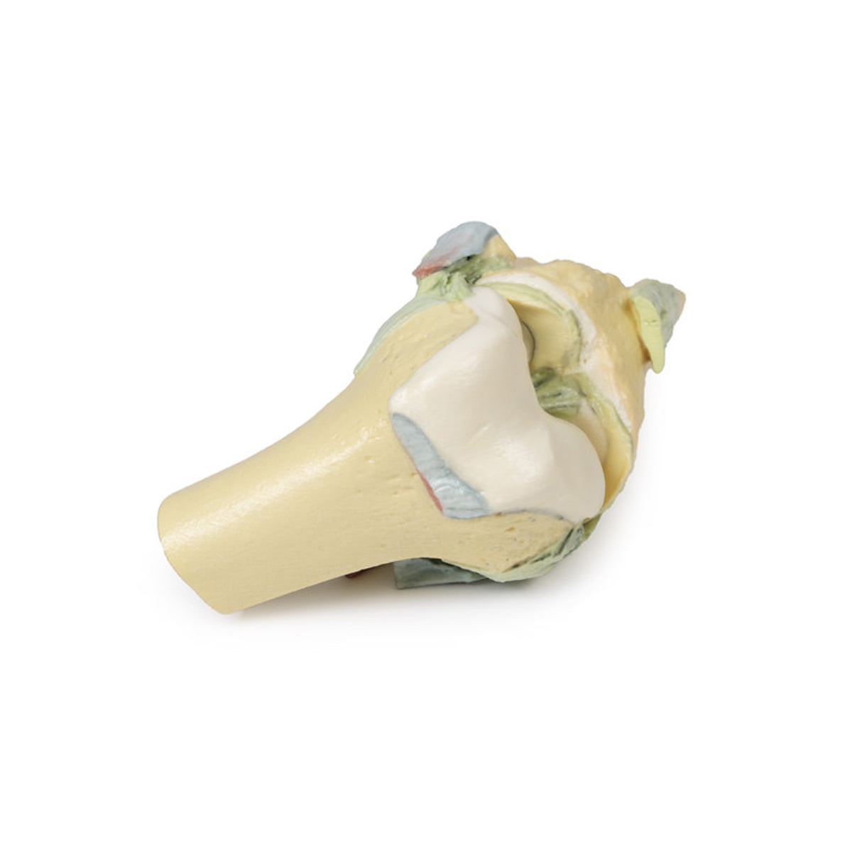Knee Joint, flexed | EZ- MP1800 | Sim & Skills Ltd