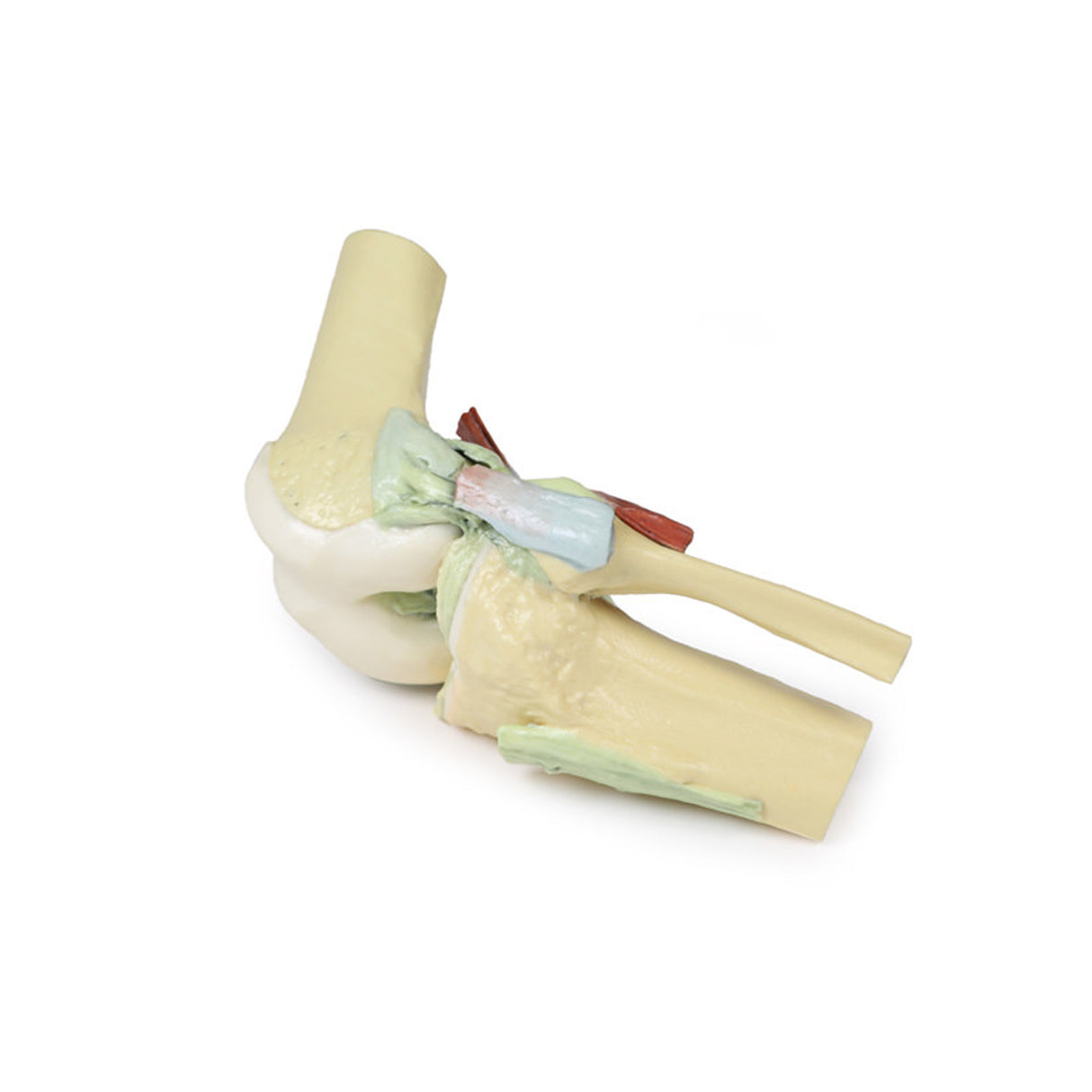 Knee Joint, flexed | EZ- MP1800 | Sim & Skills Ltd