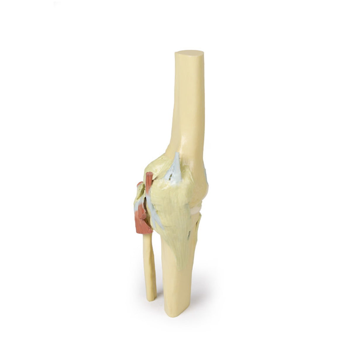 Knee Joint, extended | EZ-MP1805 | Sim & Skills Ltd