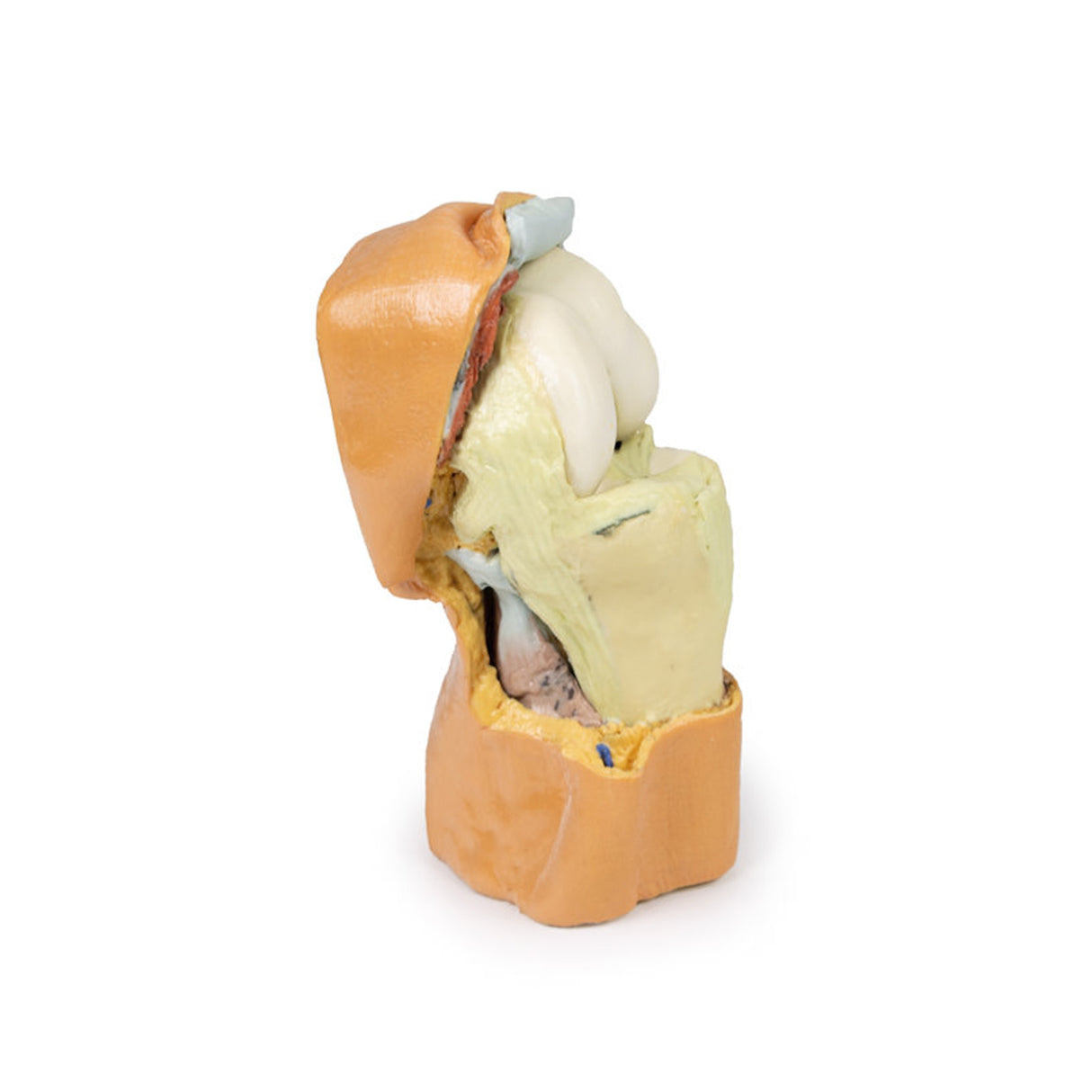 Flexed knee joint deep dissection | EZ-MP1807 | SIm & Skills Ltd