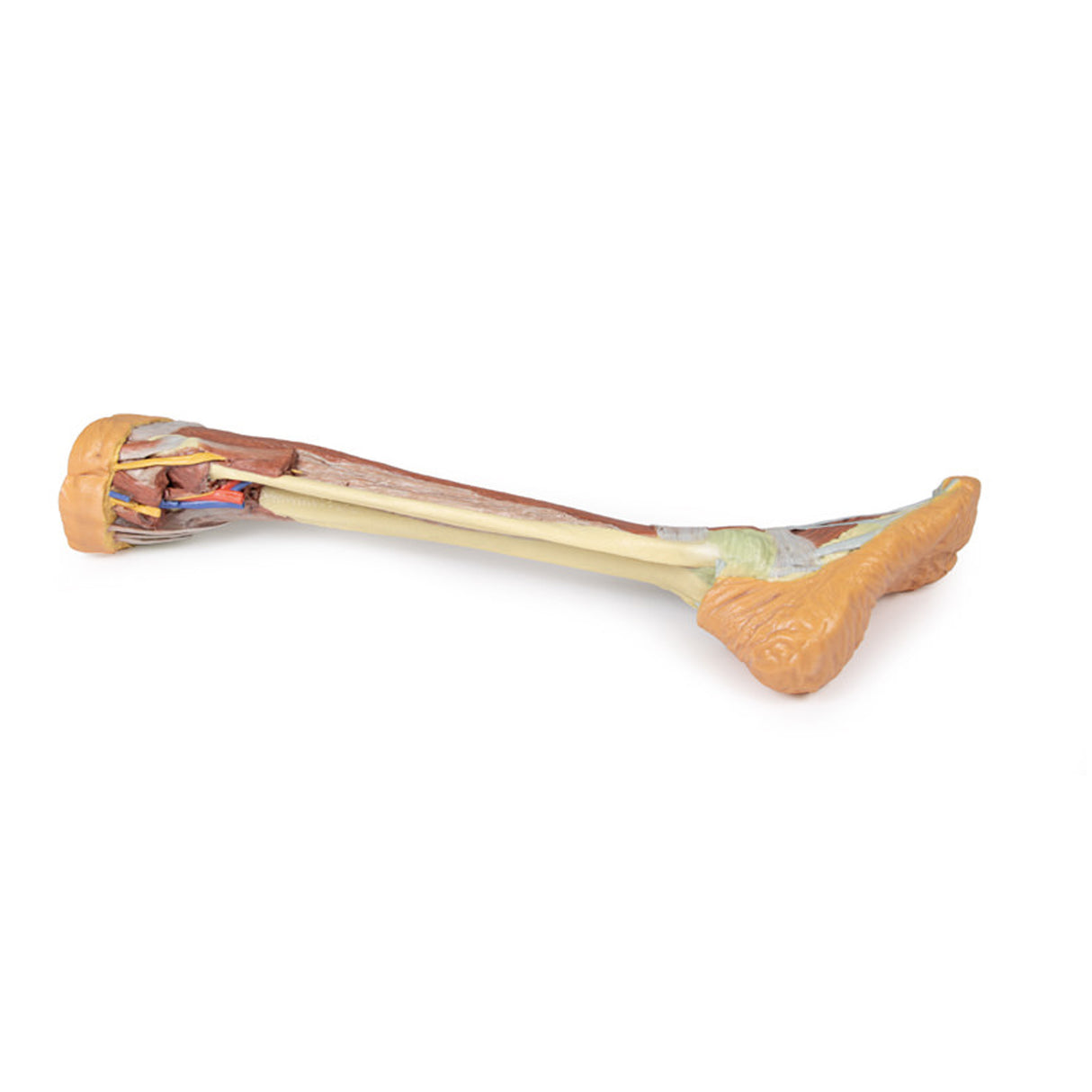Lower Limb - deep dissection | EZ-MP1809 | Sim & Skills Ltd
