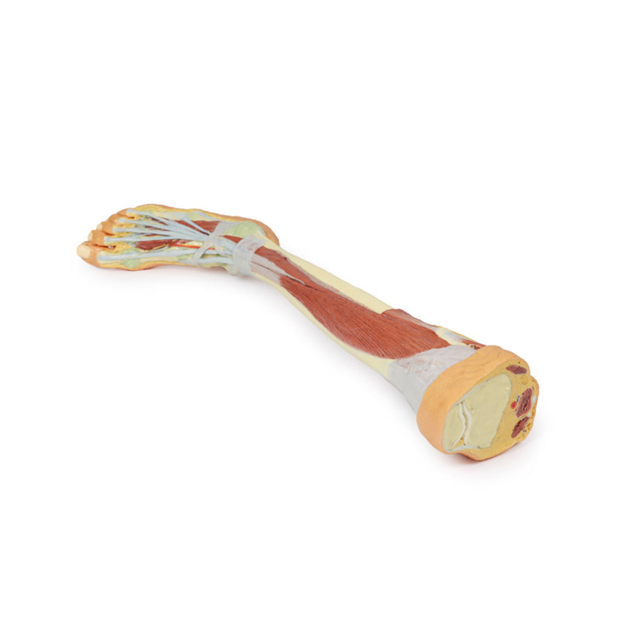 Lower Limb - deep dissection | EZ-MP1809 | Sim & Skills Ltd
