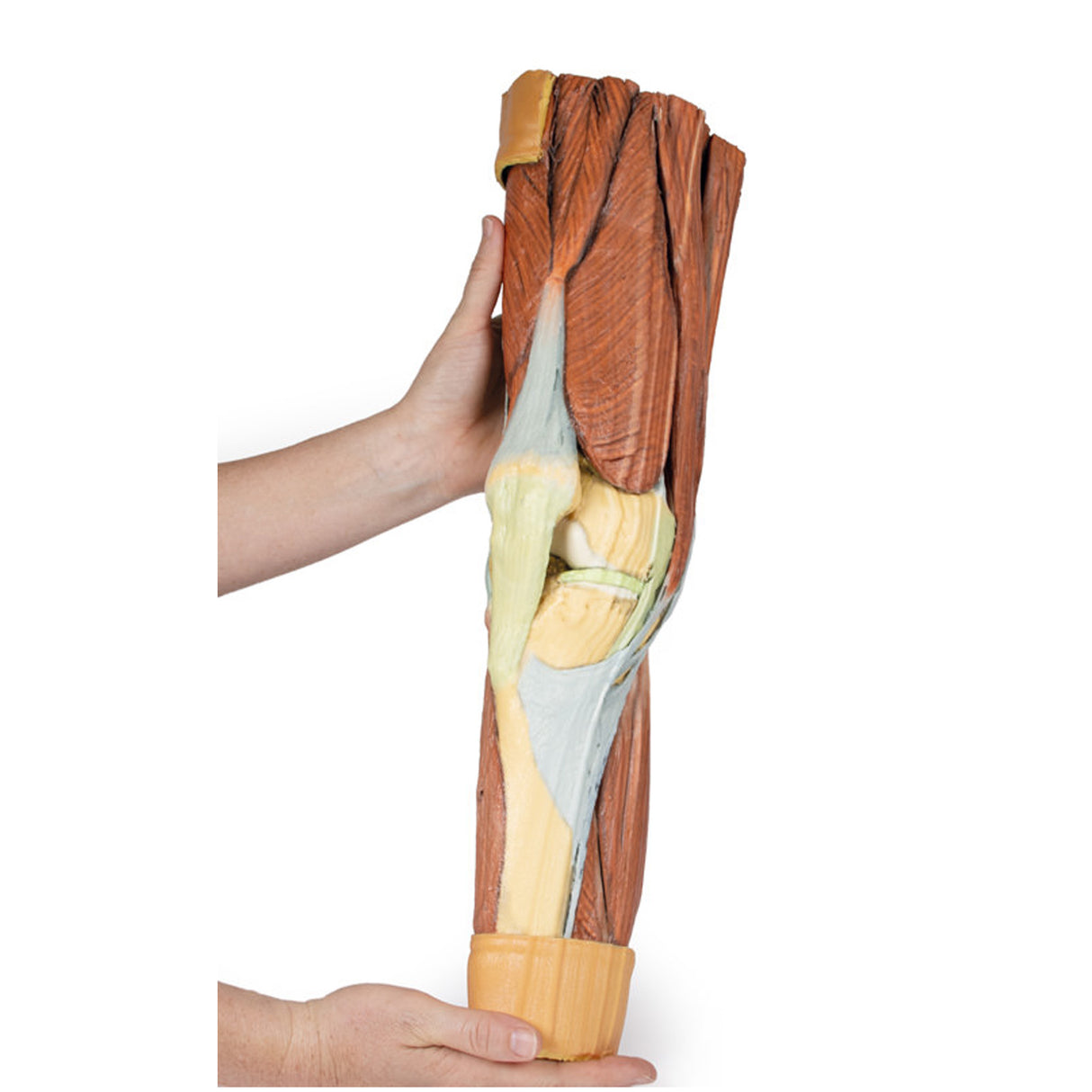 Lower Limb Musculature | EZ-MP1810 | Sim & Skills Ltd