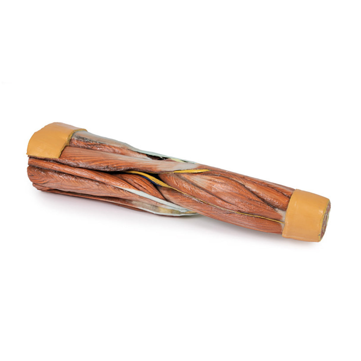 Lower Limb Musculature | EZ-MP1810 | Sim & Skills Ltd