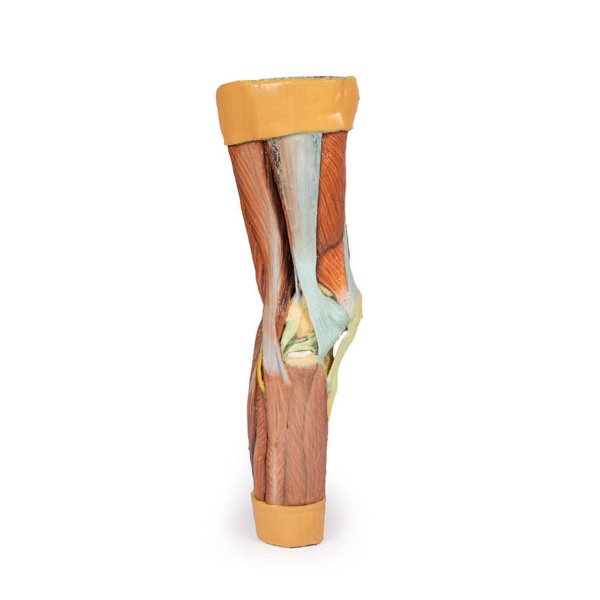 Lower Limb Musculature | EZ-MP1810 | Sim & Skills Ltd