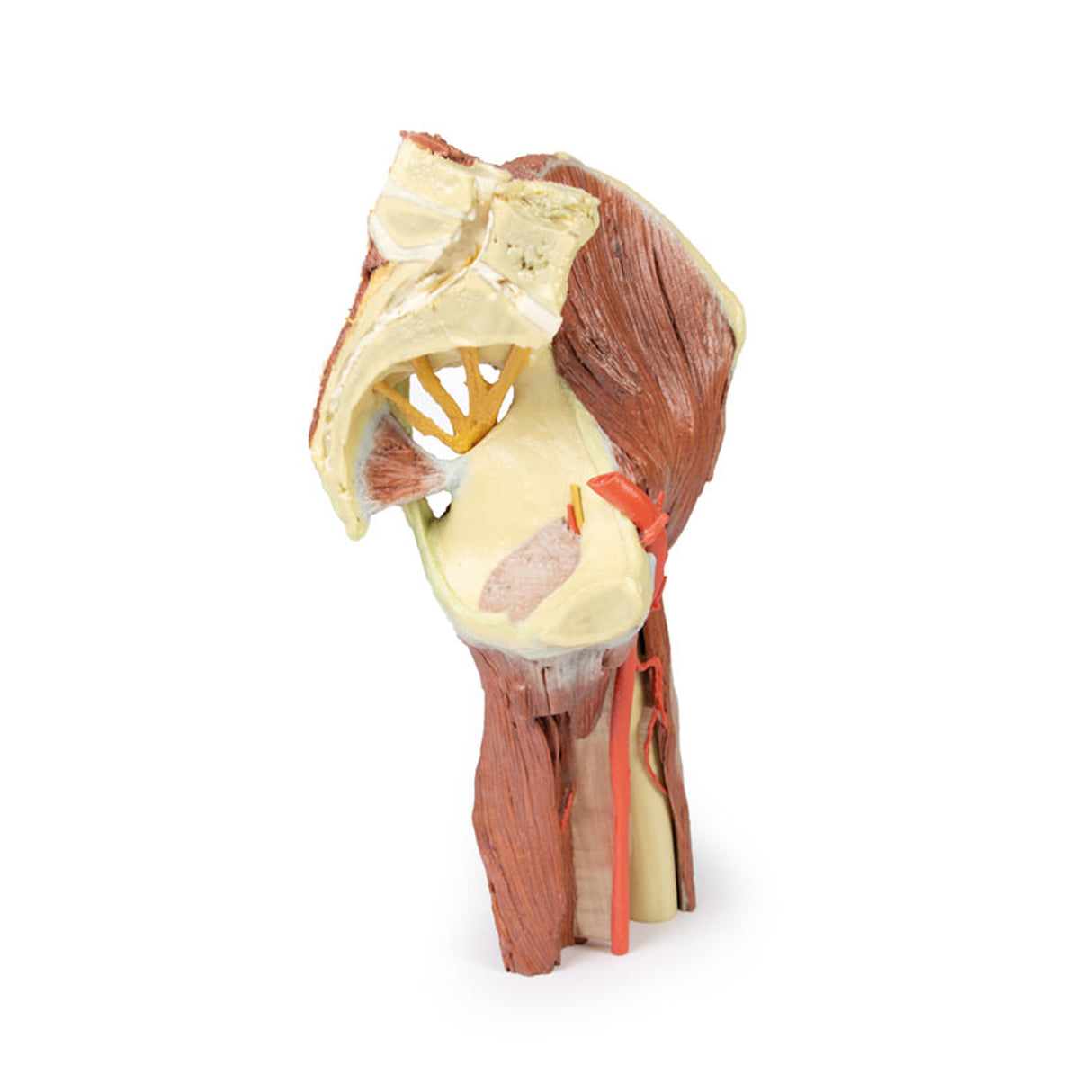Lower Limb - deep dissection of a left pelvis and thigh | EZ-MP1813 | Sim & Skills Ltd
