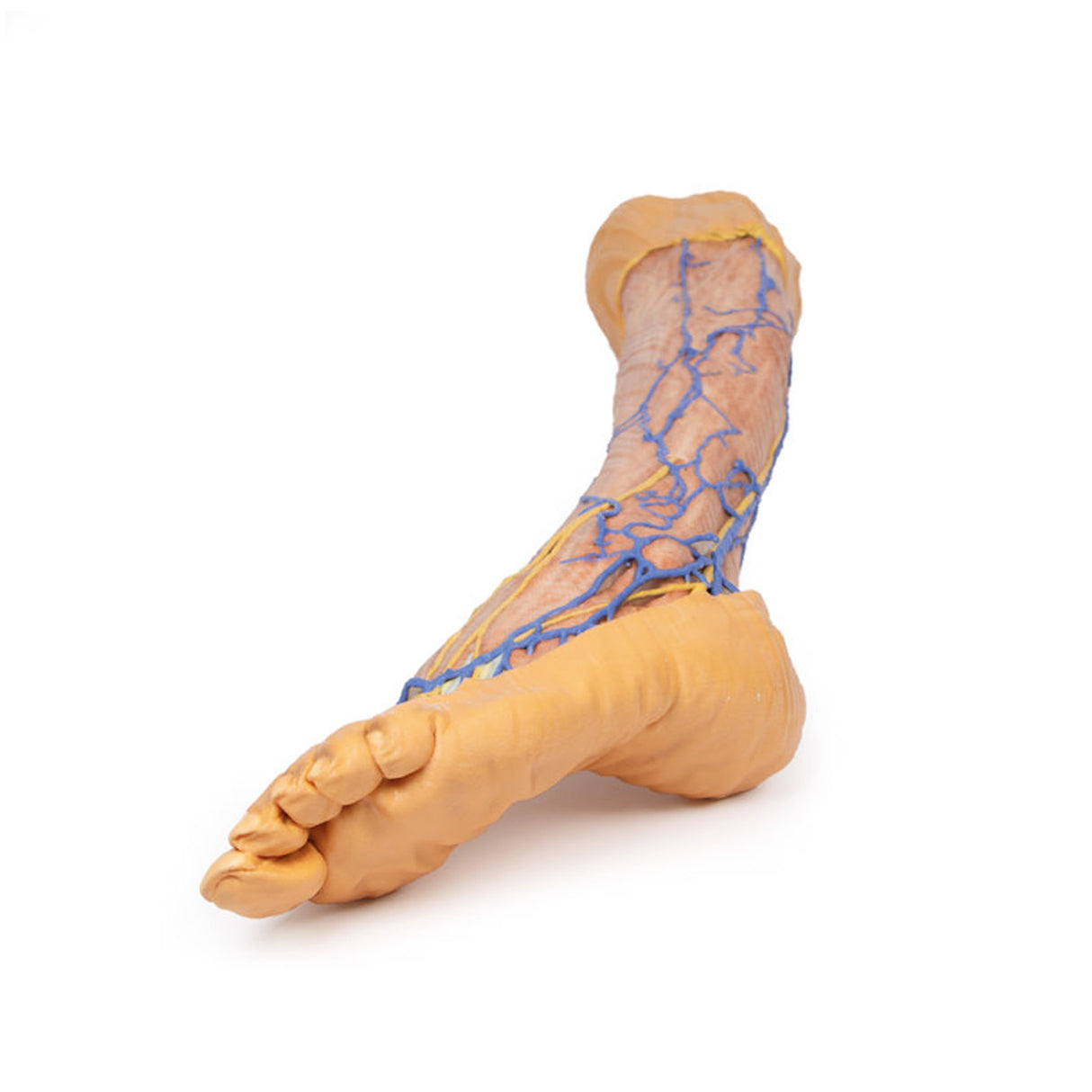 Lower Limb superficial veins | EZ-MP1815 | Sim & Skills Ltd