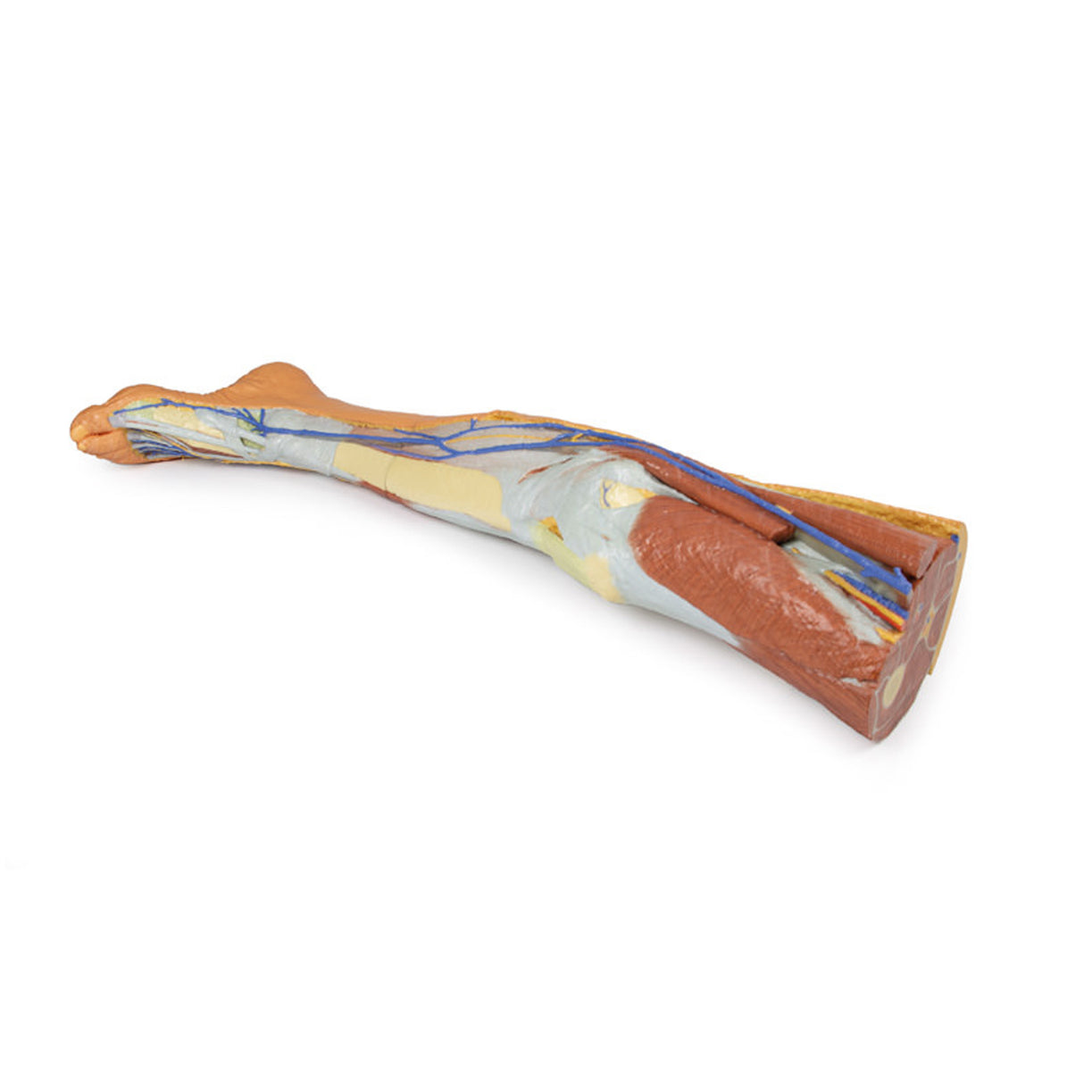 Lower limb – superficial dissection | EZ-MP1816 | Sim & Skills Ltd