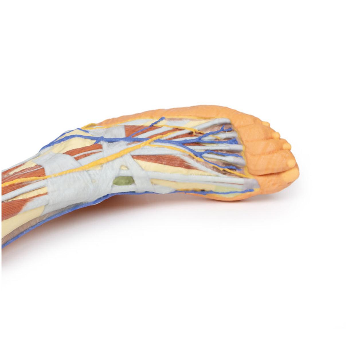 Lower limb – superficial dissection | EZ-MP1816 | Sim & Skills Ltd