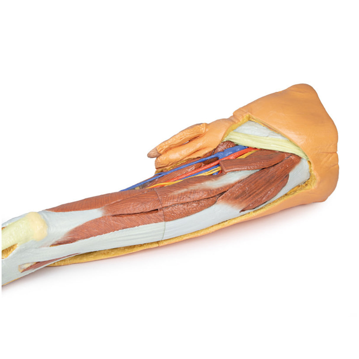 Lower limb – superficial dissection with male left pelvis | EZ-MP1818 | Sim & Skills Ltd