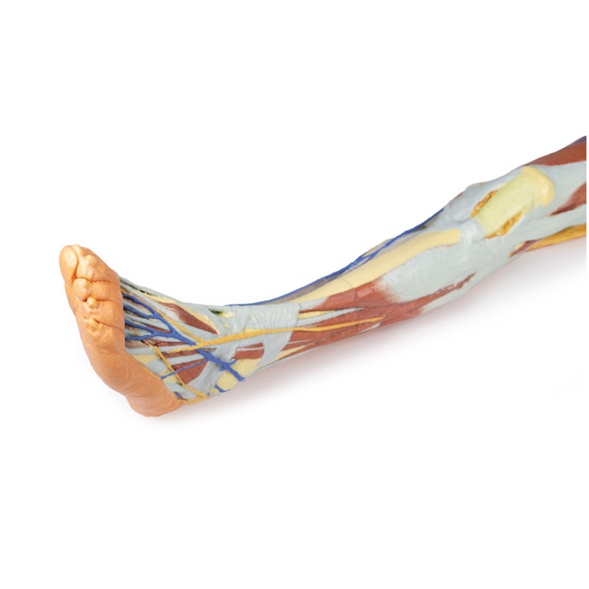 Lower limb – superficial dissection with male left pelvis | EZ-MP1818 | Sim & Skills Ltd