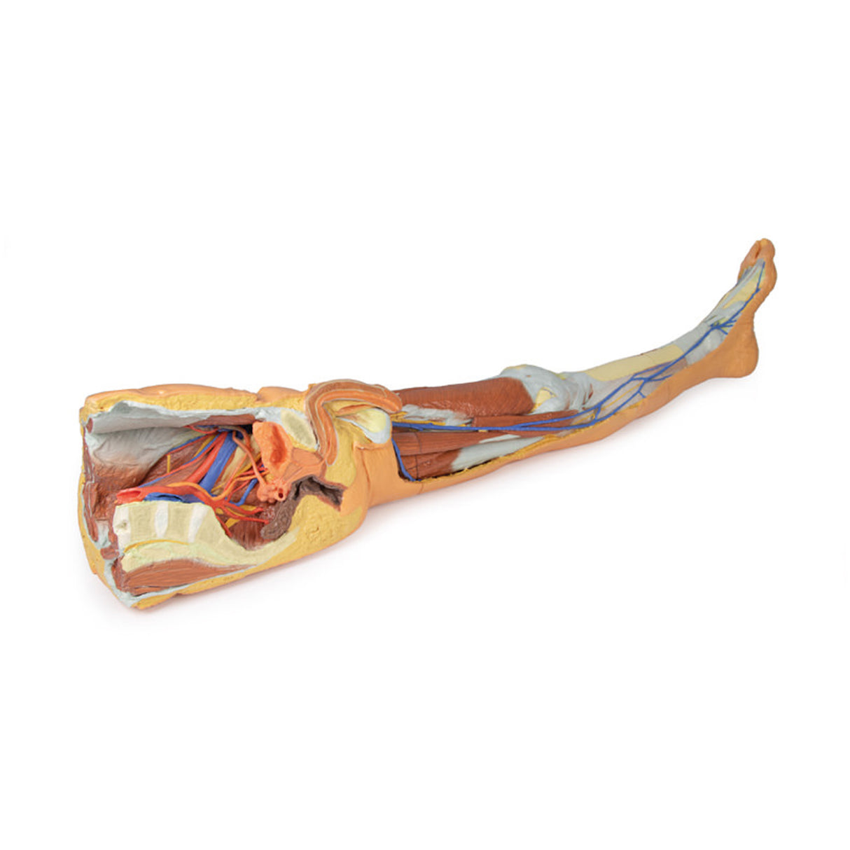 Lower limb – superficial dissection with male left pelvis | EZ-MP1818 | Sim & Skills Ltd