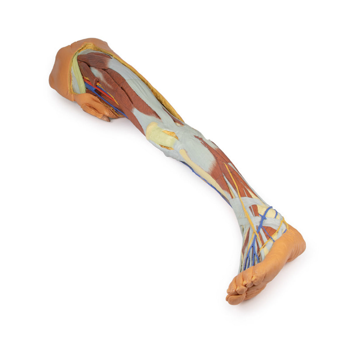 Lower limb – superficial dissection with male left pelvis | EZ-MP1818 | Sim & Skills Ltd