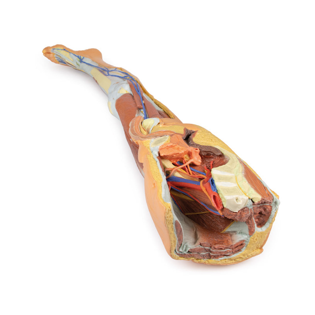 Lower limb – superficial dissection with male left pelvis | EZ-MP1818 | Sim & Skills Ltd