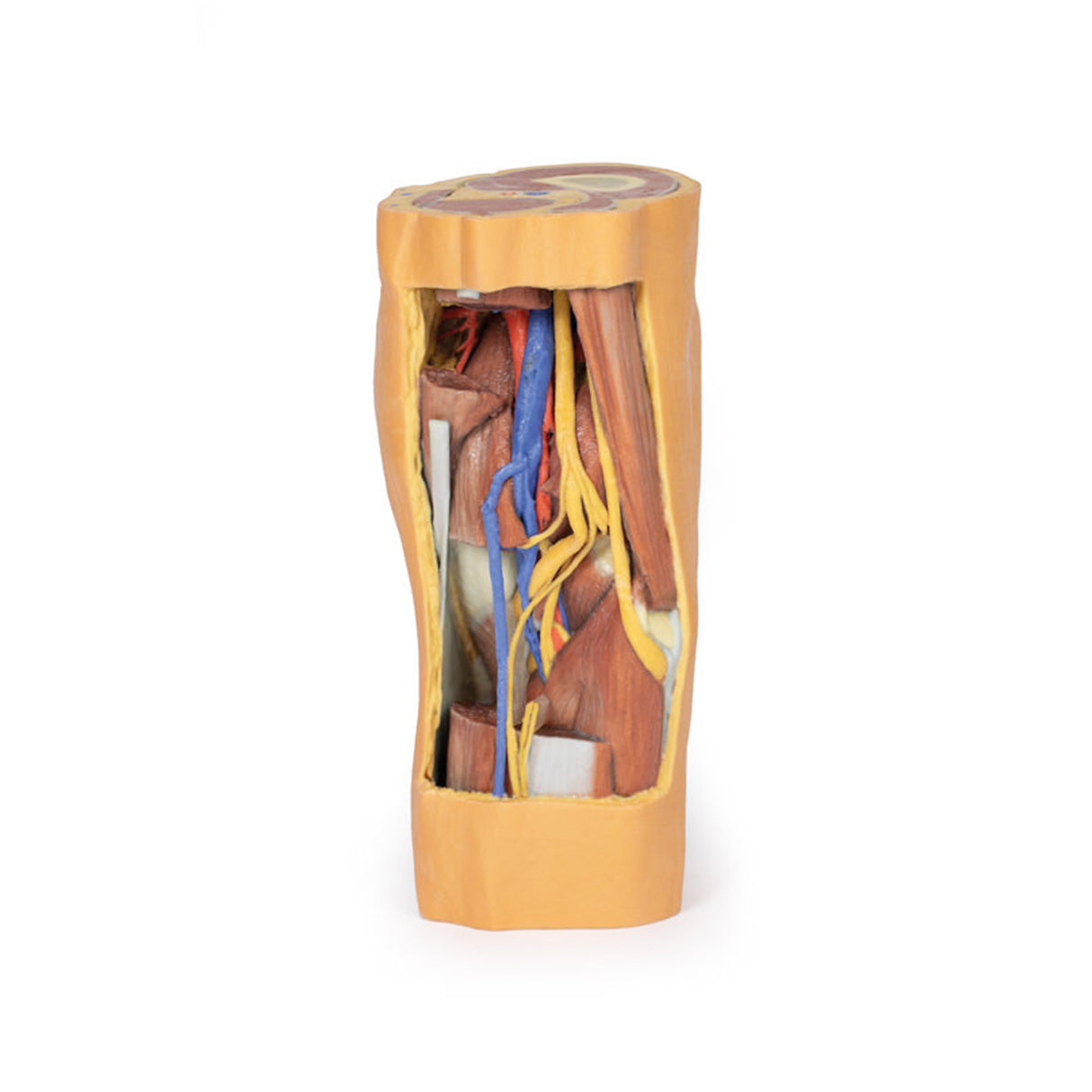 Popliteal Fossa distal thigh and proximal leg | EZ-MP1820 | Sim & Skills Ltd