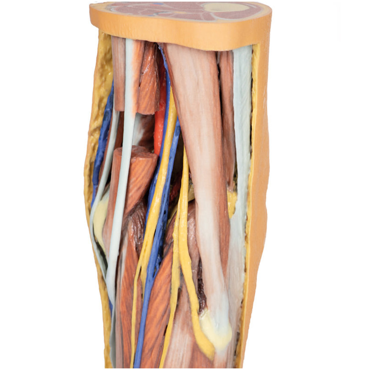 Popliteal Fossa | EZ-MP1830 | Sim & Skills Ltd