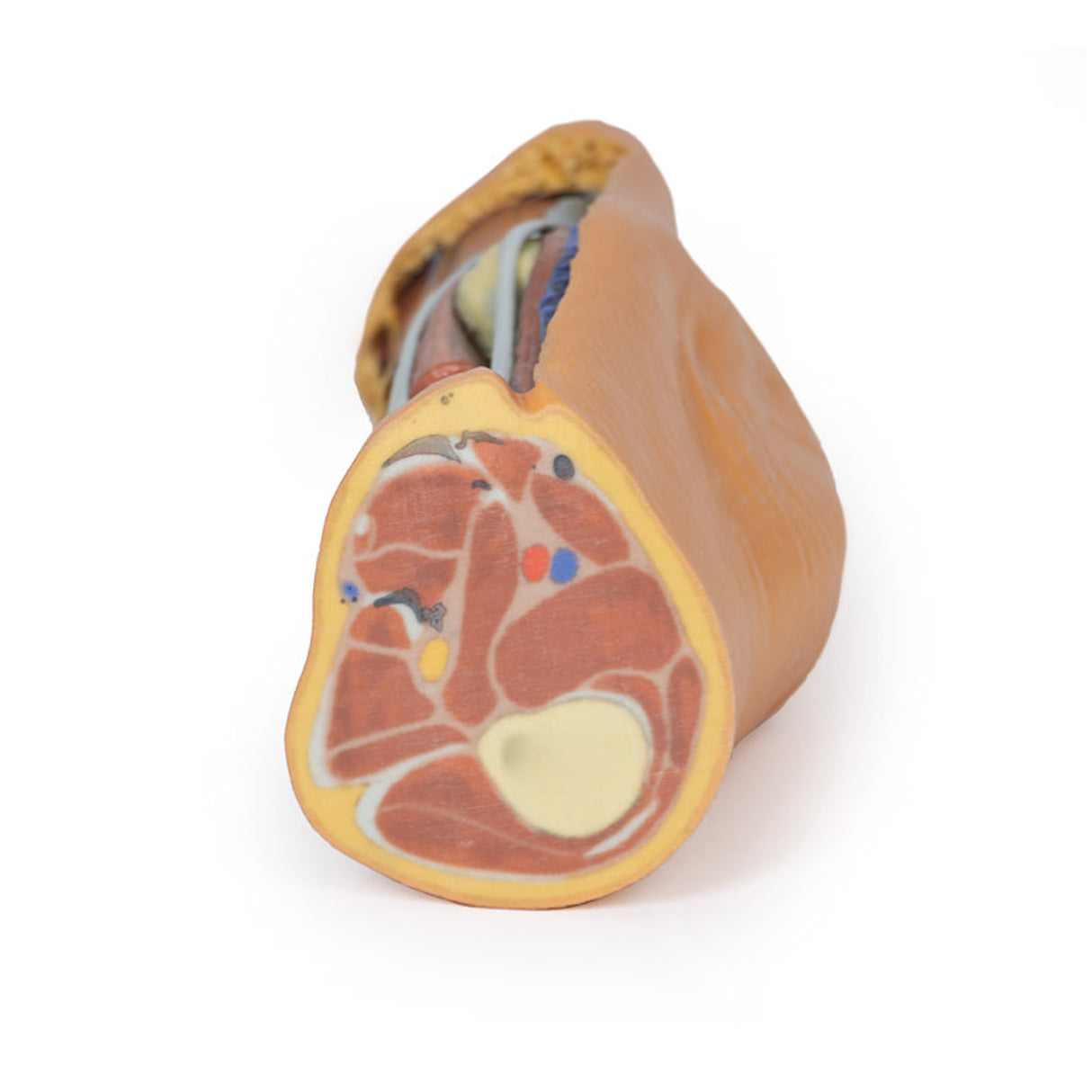Popliteal Fossa | EZ-MP1830 | Sim & Skills Ltd
