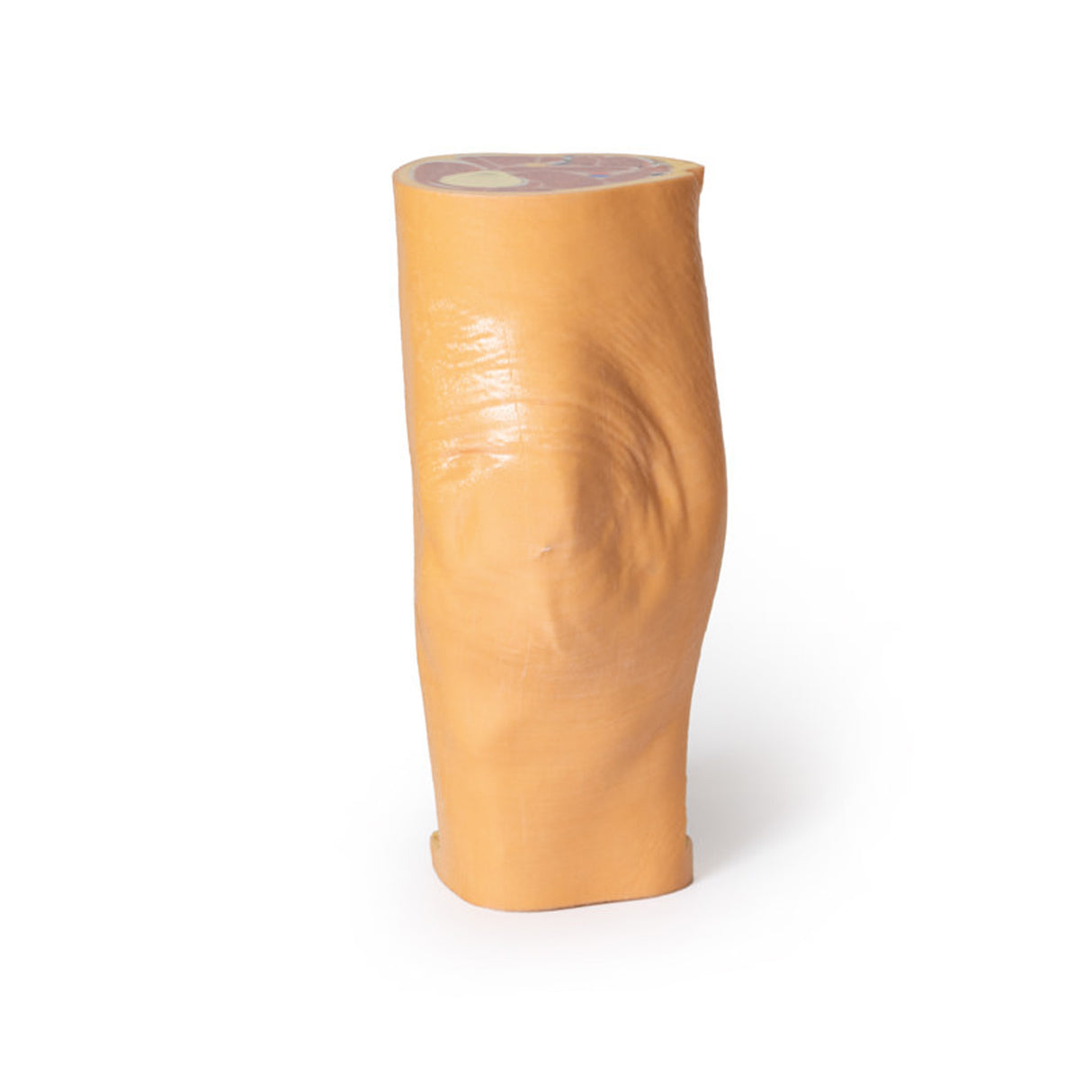 Popliteal Fossa | EZ-MP1830 | Sim & Skills Ltd