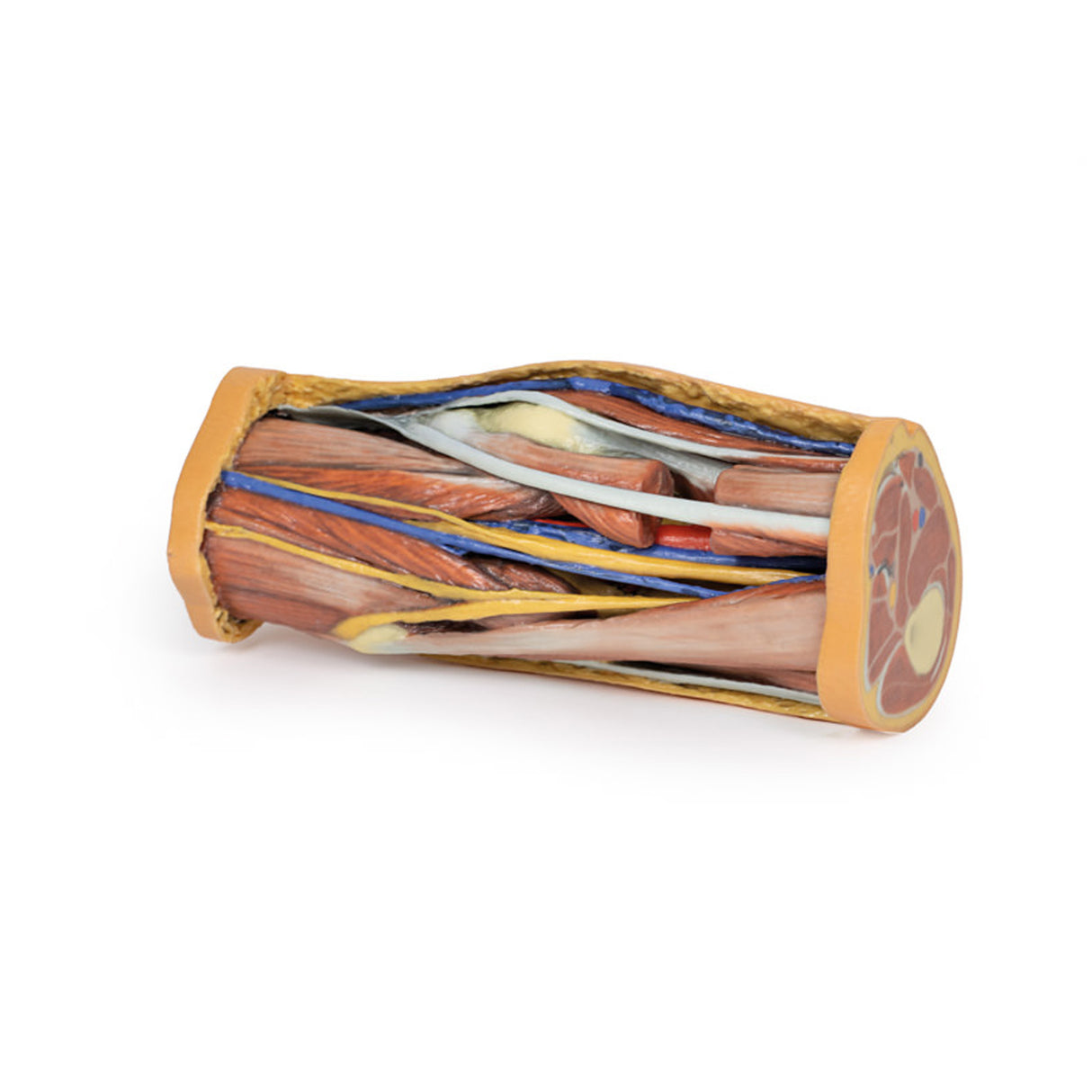 Popliteal Fossa | EZ-MP1830 | Sim & Skills Ltd