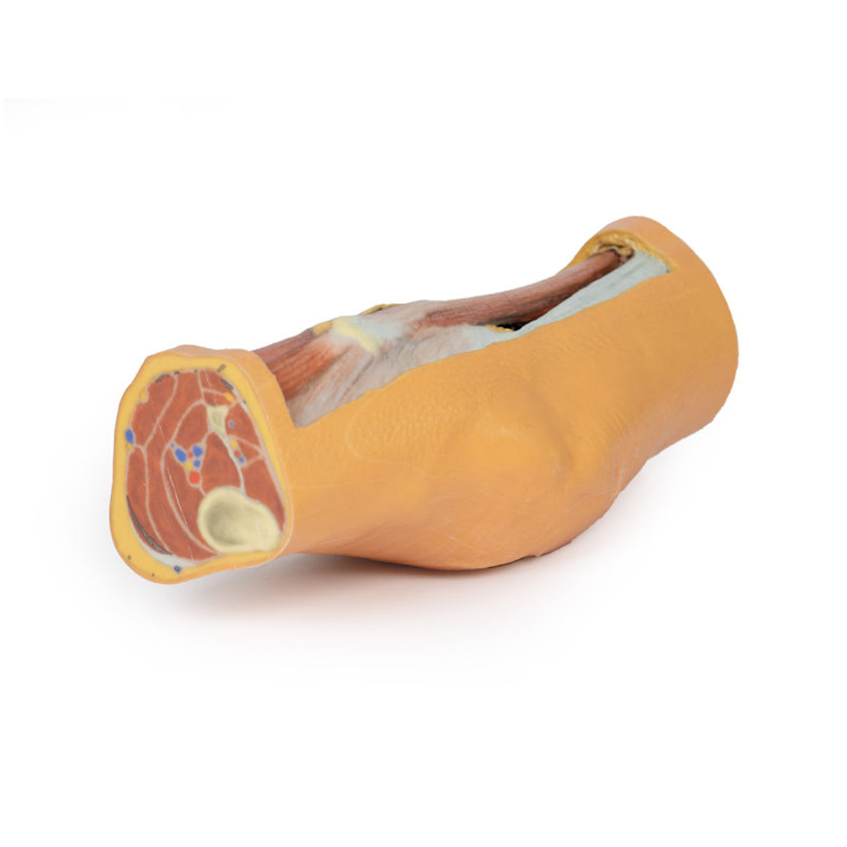 Popliteal Fossa | EZ-MP1830 | Sim & Skills Ltd