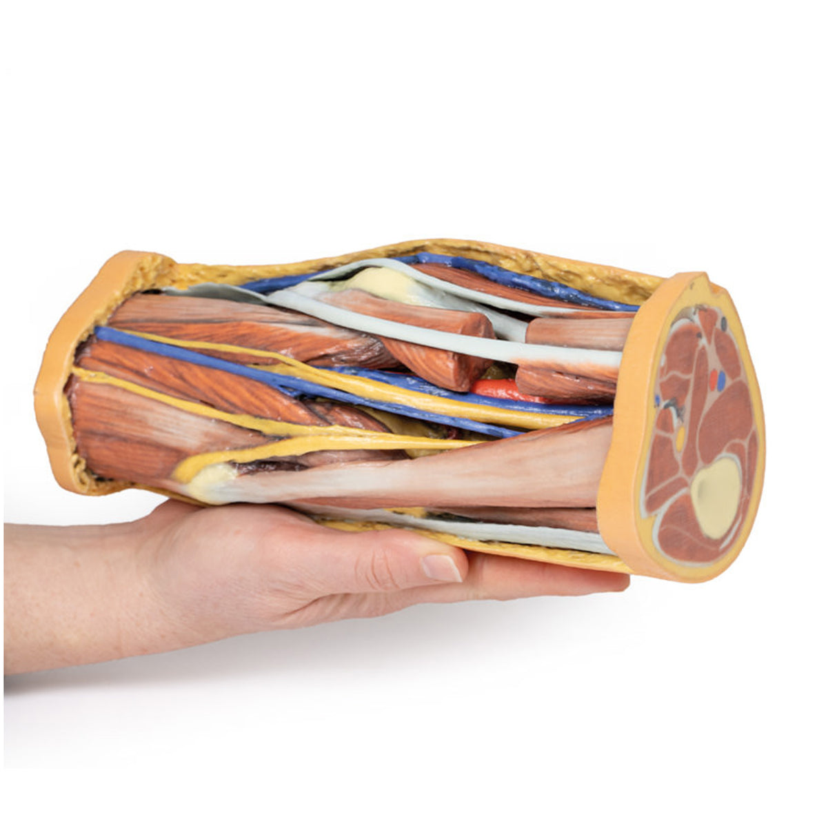 Popliteal Fossa | EZ-MP1830 | Sim & Skills Ltd