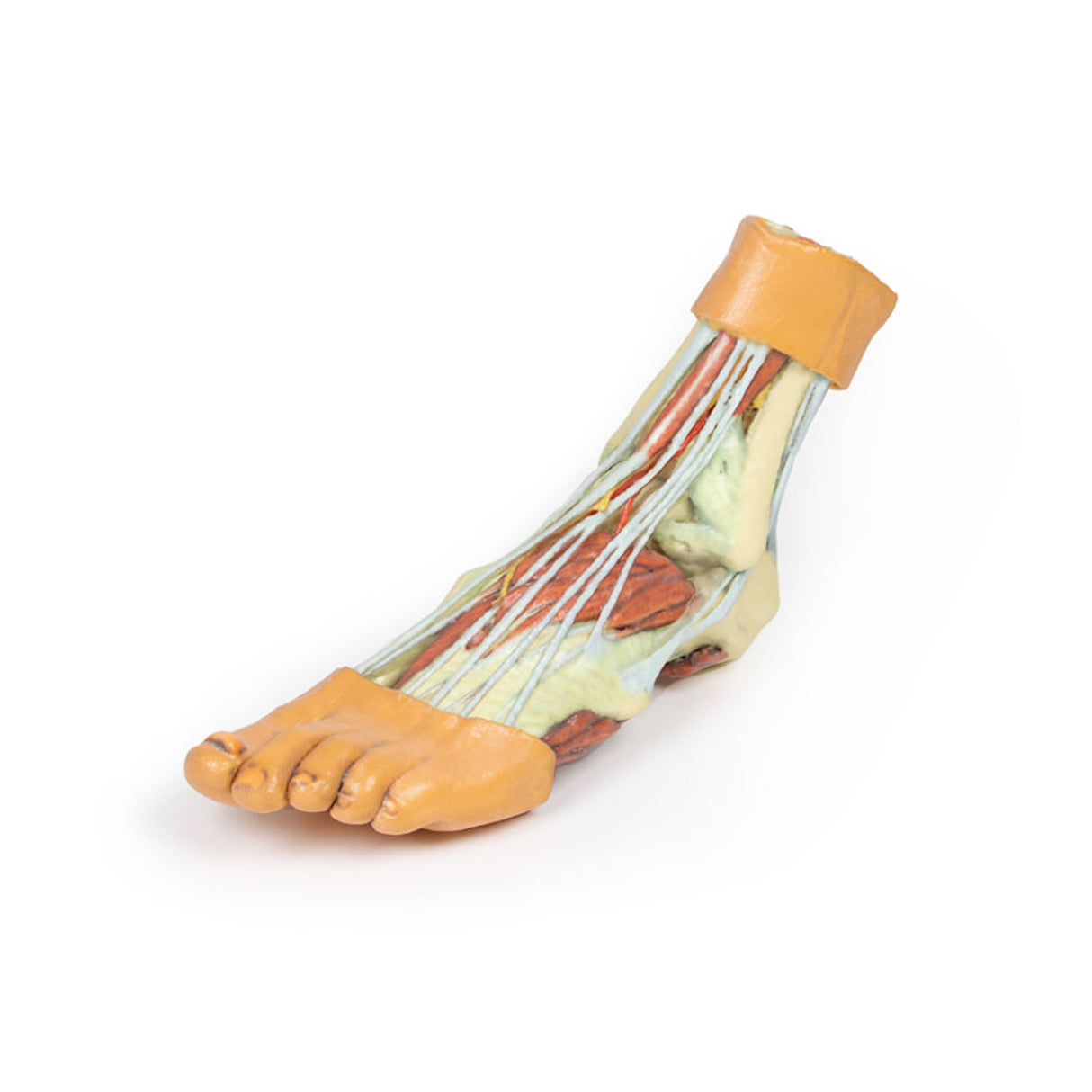 Foot - Structures of the plantar surface | EZ-MP1900 | Sim & Skills Ltd