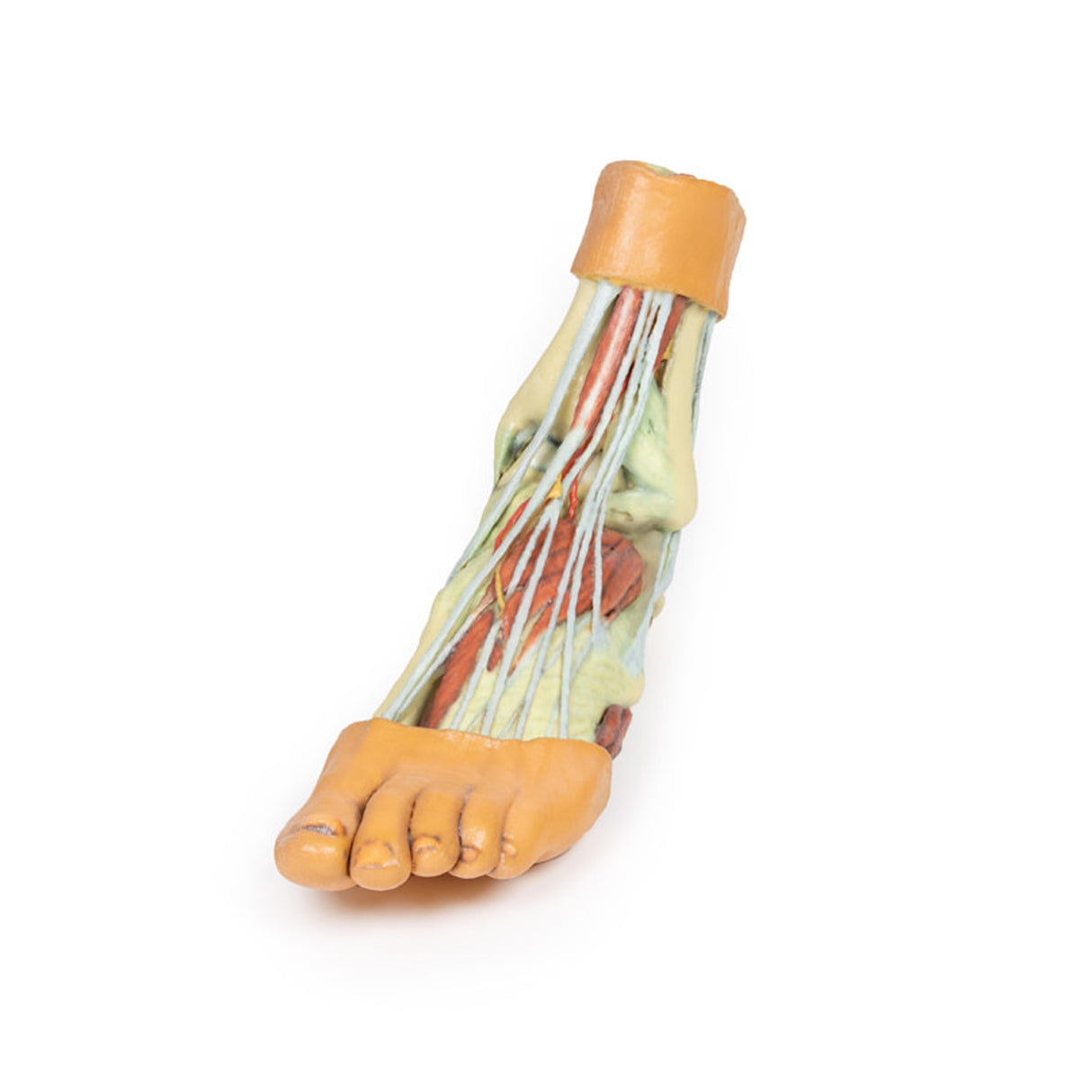 Foot - Structures of the plantar surface | EZ-MP1900 | Sim & Skills Ltd