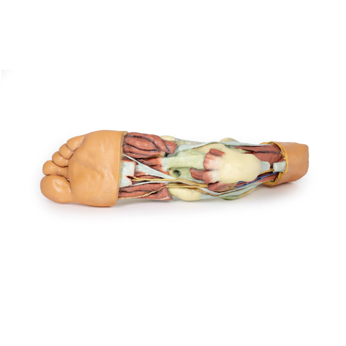 Foot - Structures of the plantar surface | EZ-MP1900 | Sim & Skills Ltd