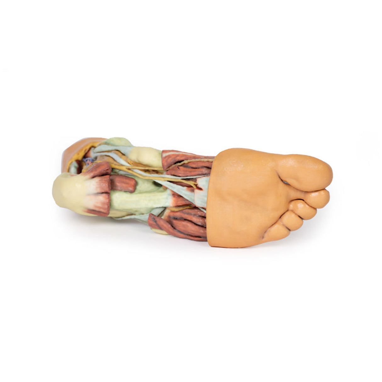 Foot - Structures of the plantar surface | EZ-MP1900 | Sim & Skills Ltd