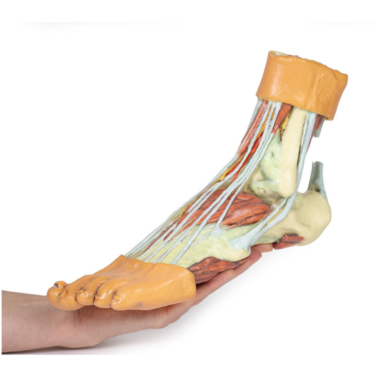 Foot - Structures of the plantar surface | EZ-MP1900 | Sim & Skills Ltd