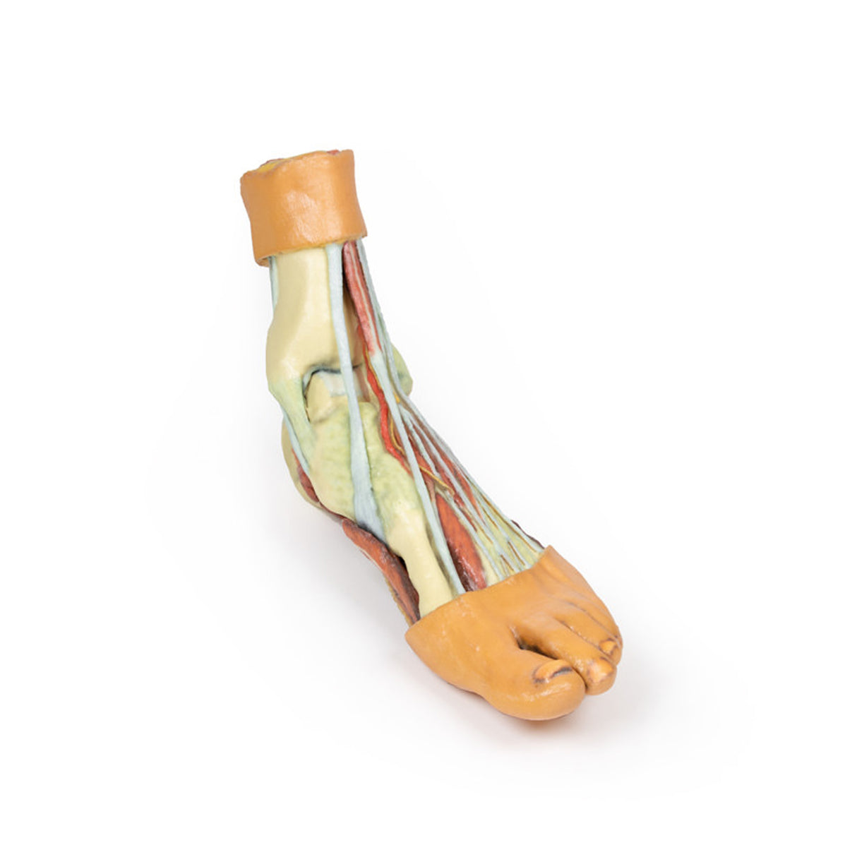 Foot - Structures of the plantar surface | EZ-MP1900 | Sim & Skills Ltd