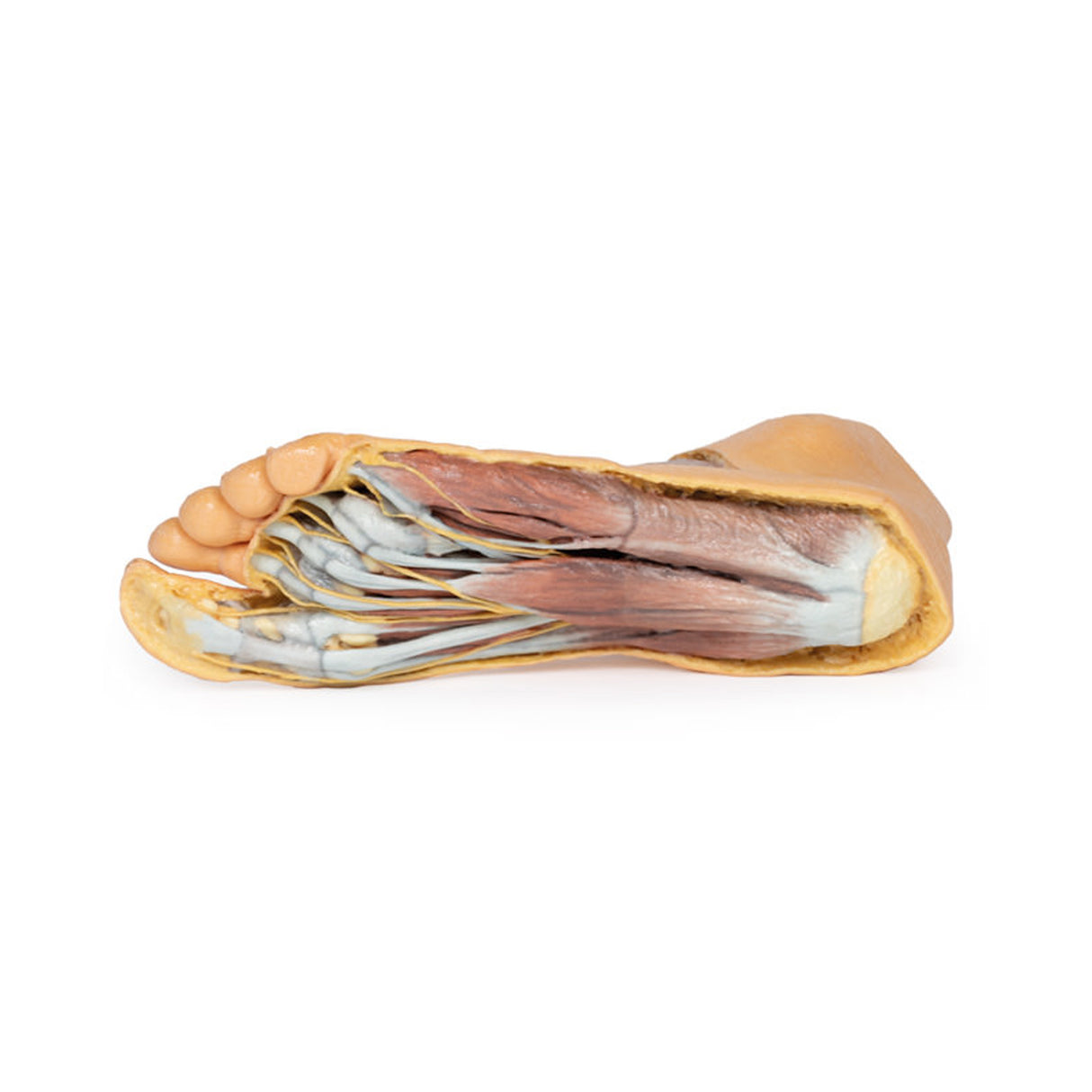 Foot - Plantar surface & superficial dissection on the dorsum | EZ-MP1910 | Sim & Skills Ltd