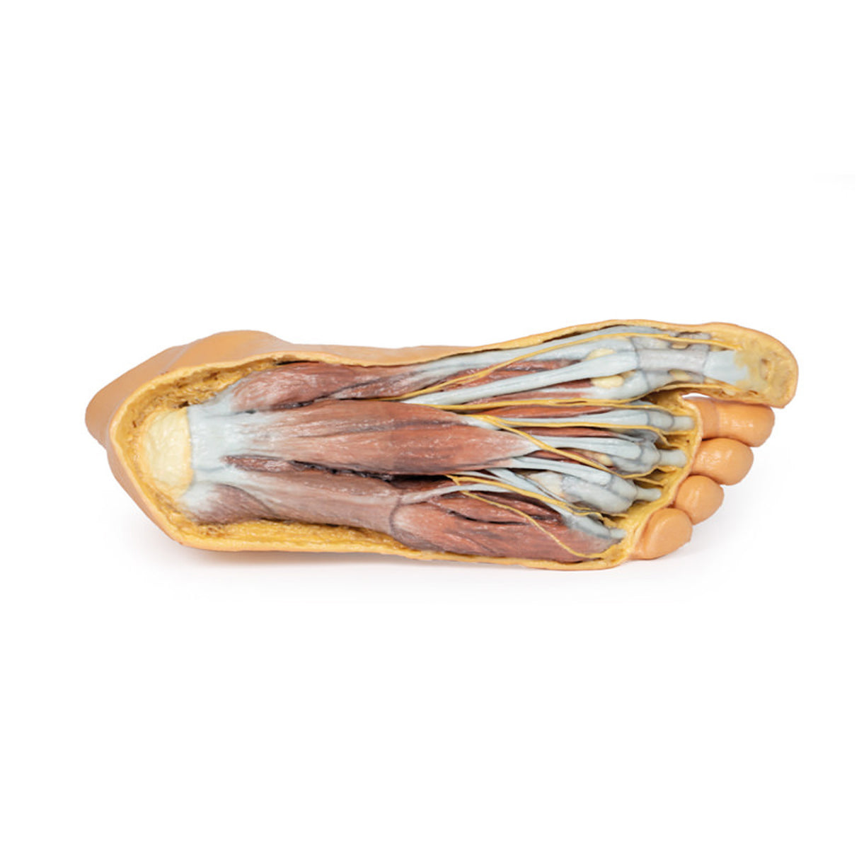 Foot - Plantar surface & superficial dissection on the dorsum | EZ-MP1910 | Sim & Skills Ltd
