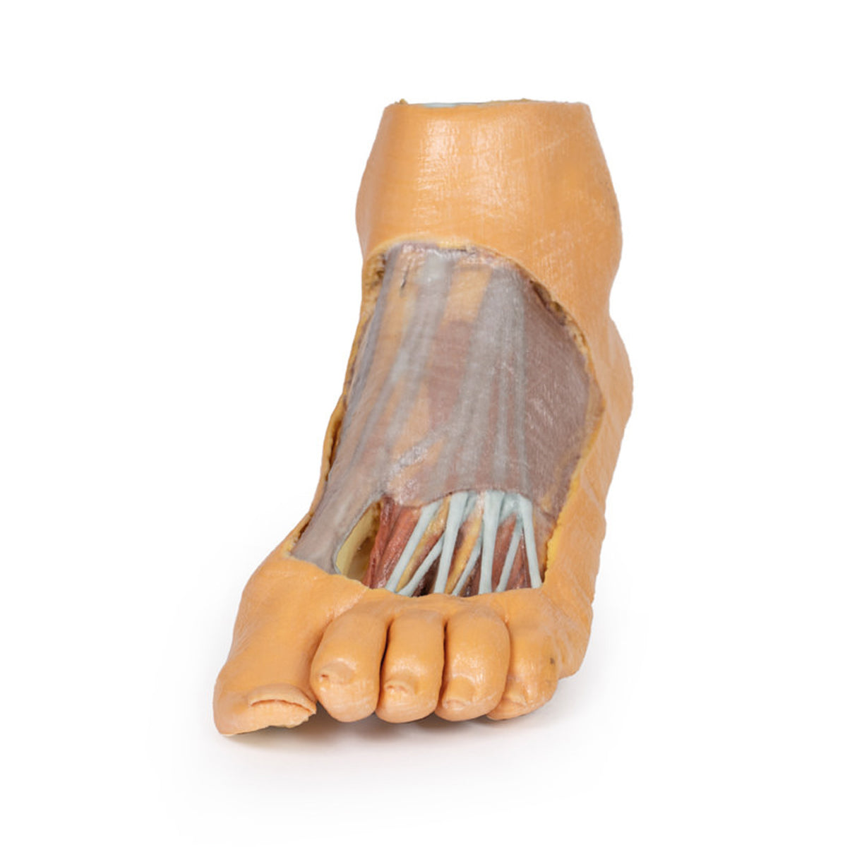 Foot - Plantar surface & superficial dissection on the dorsum | EZ-MP1910 | Sim & Skills Ltd
