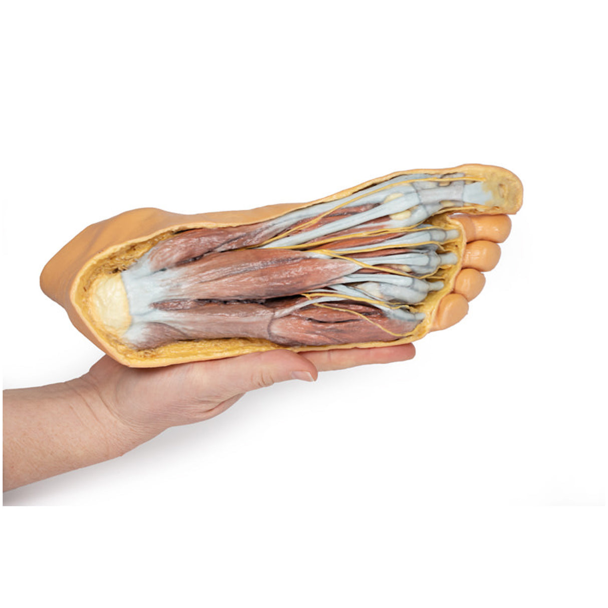 Foot - Plantar surface & superficial dissection on the dorsum | EZ-MP1910 | Sim & Skills Ltd