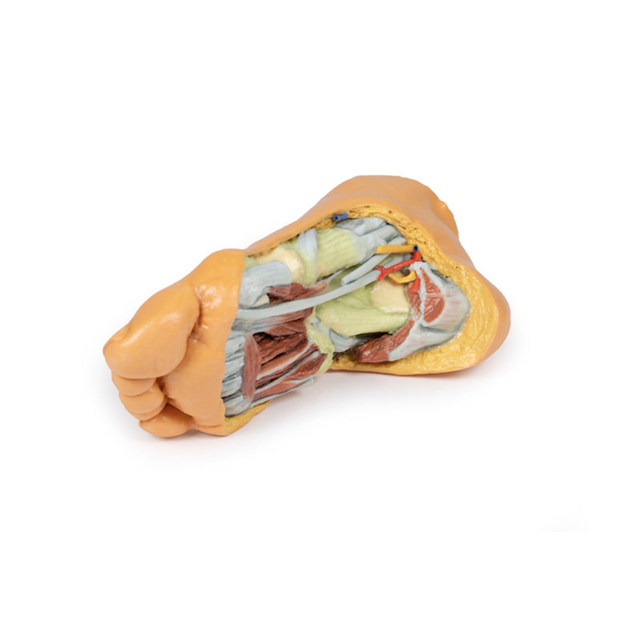 Foot - Deep plantar structures | EZ-MP1940 | Sim & Skills Ltd