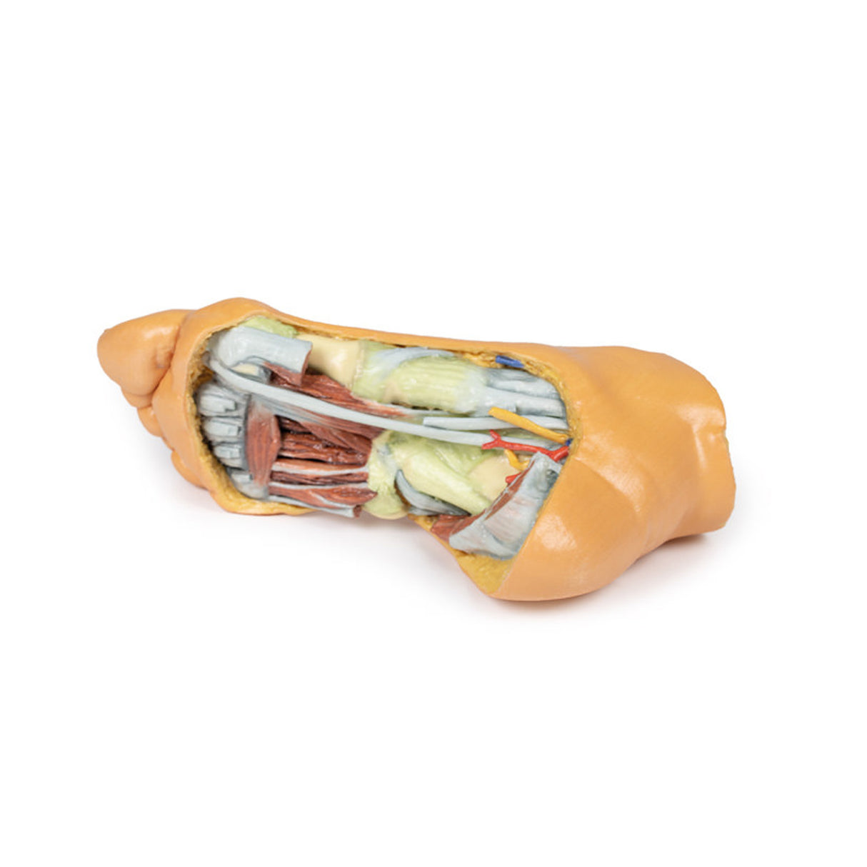 Foot - Deep plantar structures | EZ-MP1940 | Sim & Skills Ltd