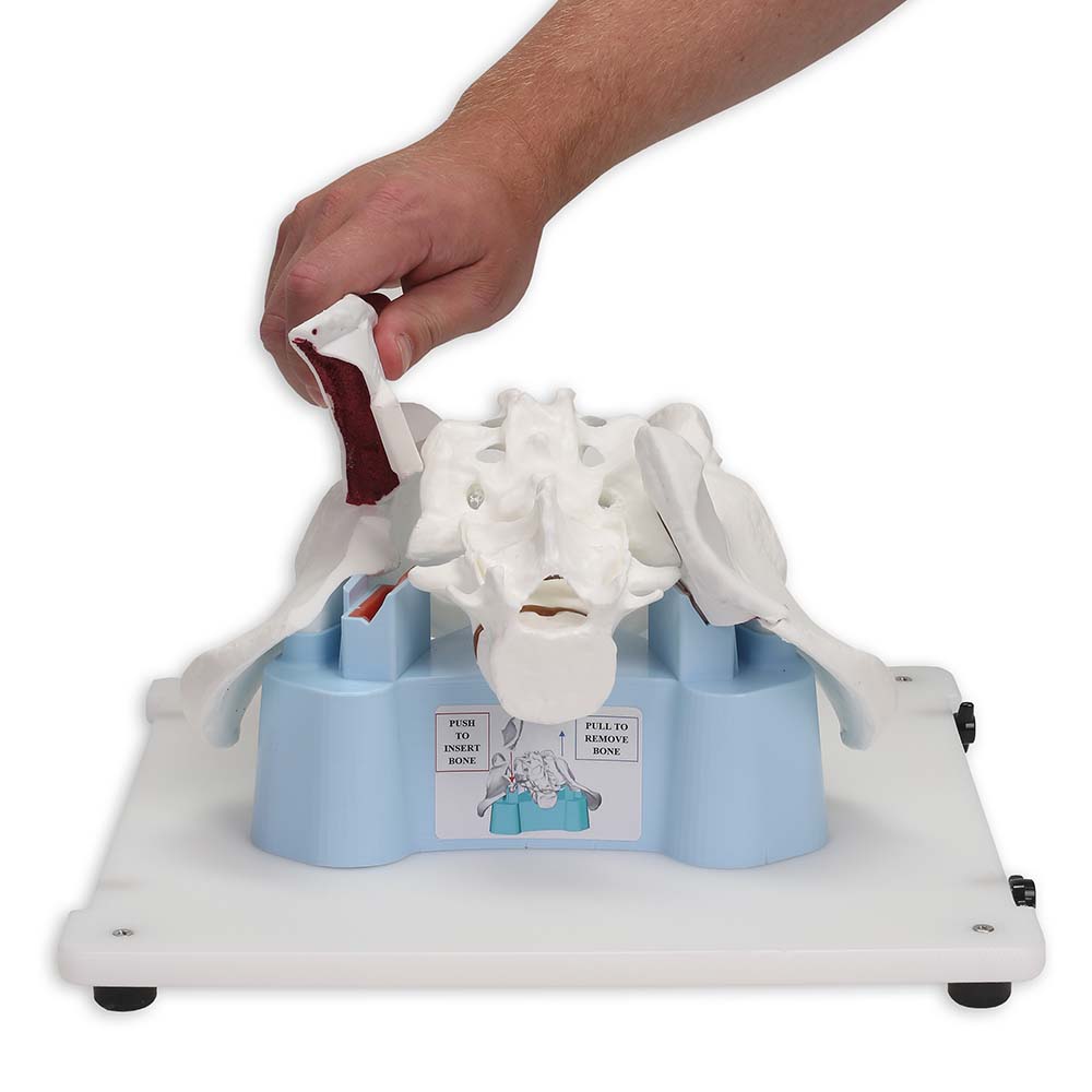 Bonnie Bone Marrow Biopsy Skills Trainer