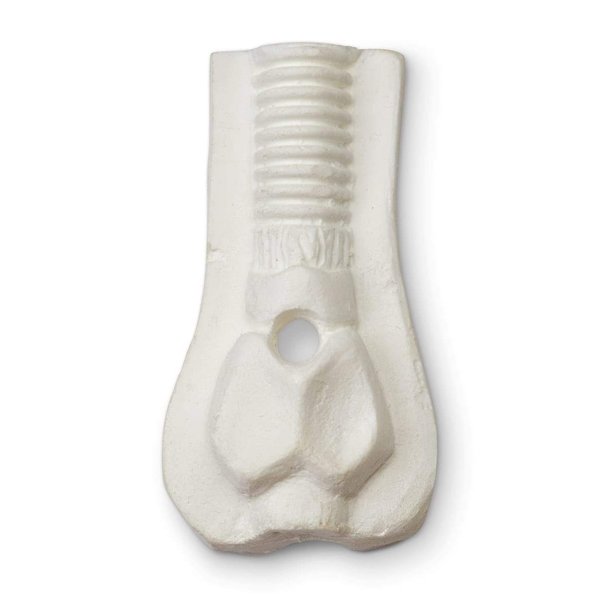 3-Year-Old Trachea 101-138 | Sim & Skills