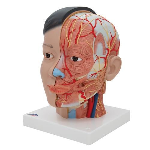 Asian Deluxe Human Head Model with Neck, 4 Part 1000215 | Sim & Skills