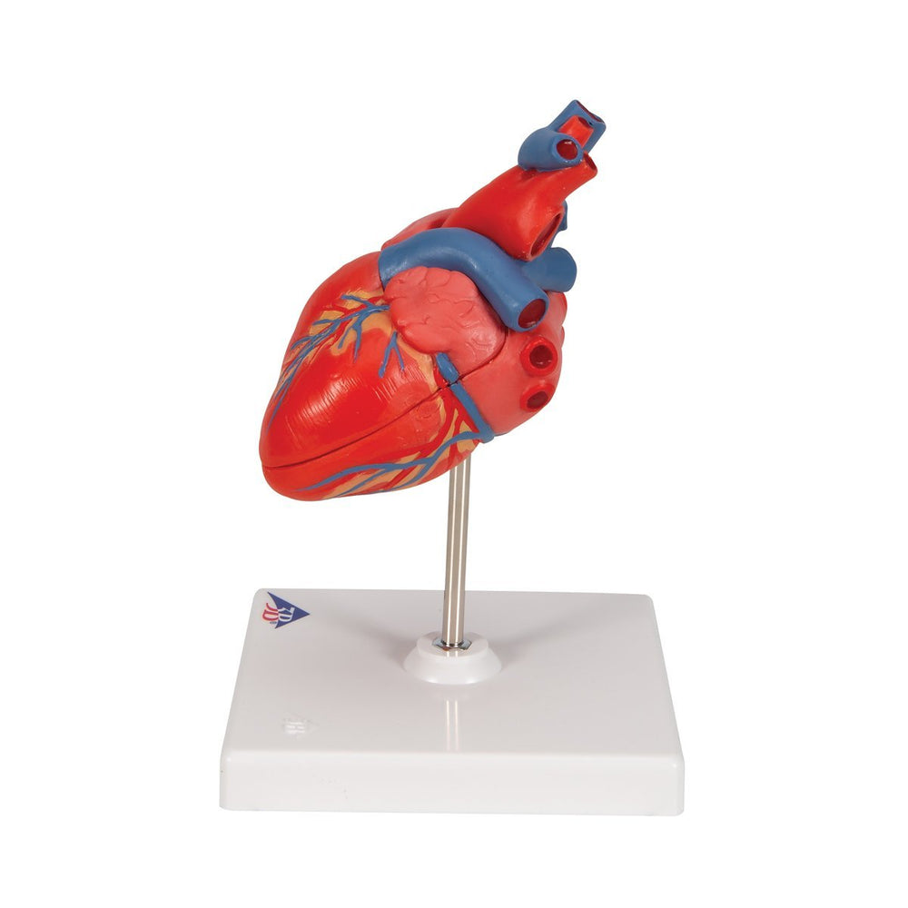 Classic Human Heart Model, 2 part - 3B Smart Anatomy 1017800 | Sim & Skills