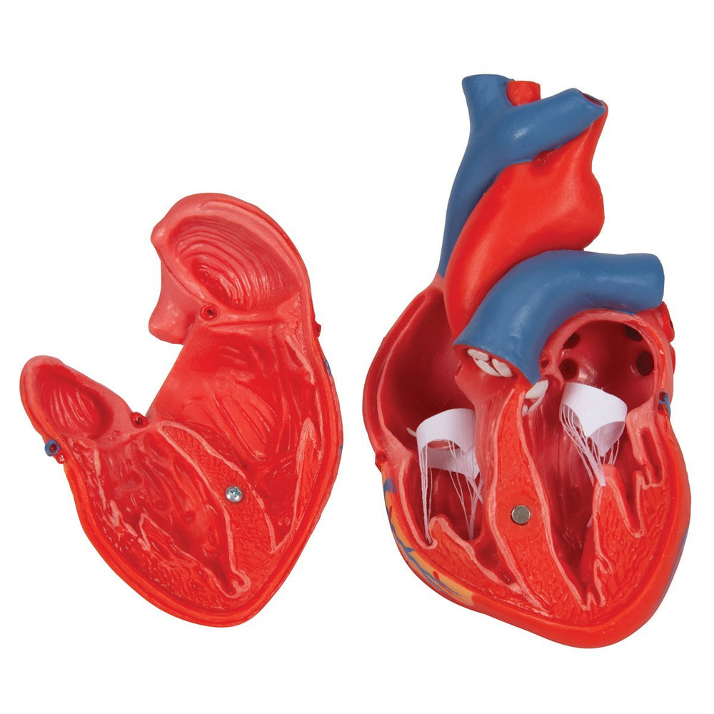 Classic Human Heart Model, 2 part - 3B Smart Anatomy 1017800 | Sim & Skills