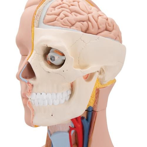Classic Unisex Human Torso Model, 12 part 1000186 | Sim & Skills