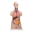Classic Unisex Human Torso Model, 12 part 1000186 | Sim & Skills