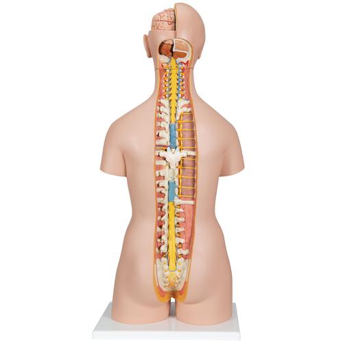 Classic Unisex Human Torso Model with Open Neck & Back, 18 part 1000193 | Sim & Skills